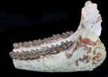 Oligocene Horse (Mesohippus) Lower Jaws - South Dakota #78127-1